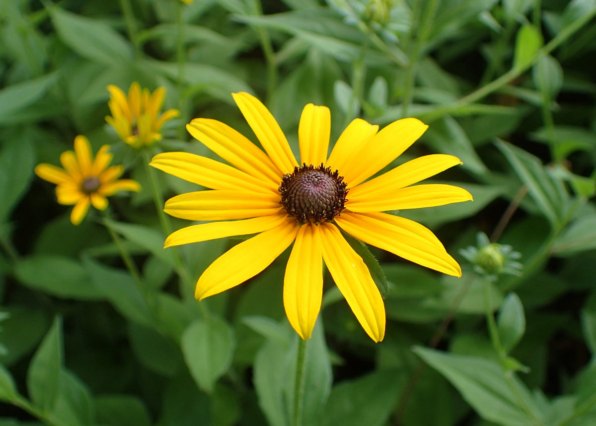 Susan (Susan Native) seeds for planting in home garden