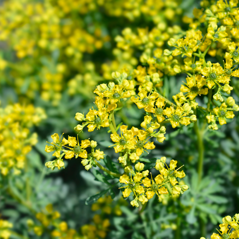 Ruta Flower seeds for Planting Premium Quality Heirloom & GMO Free Seeds for Home Garden 
 
 Sale for planting in home garden