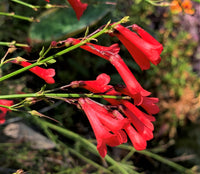 Russelia Flower seeds for Planting Sun Loving Heirloom & GMO Free Seeds for Home Garden
