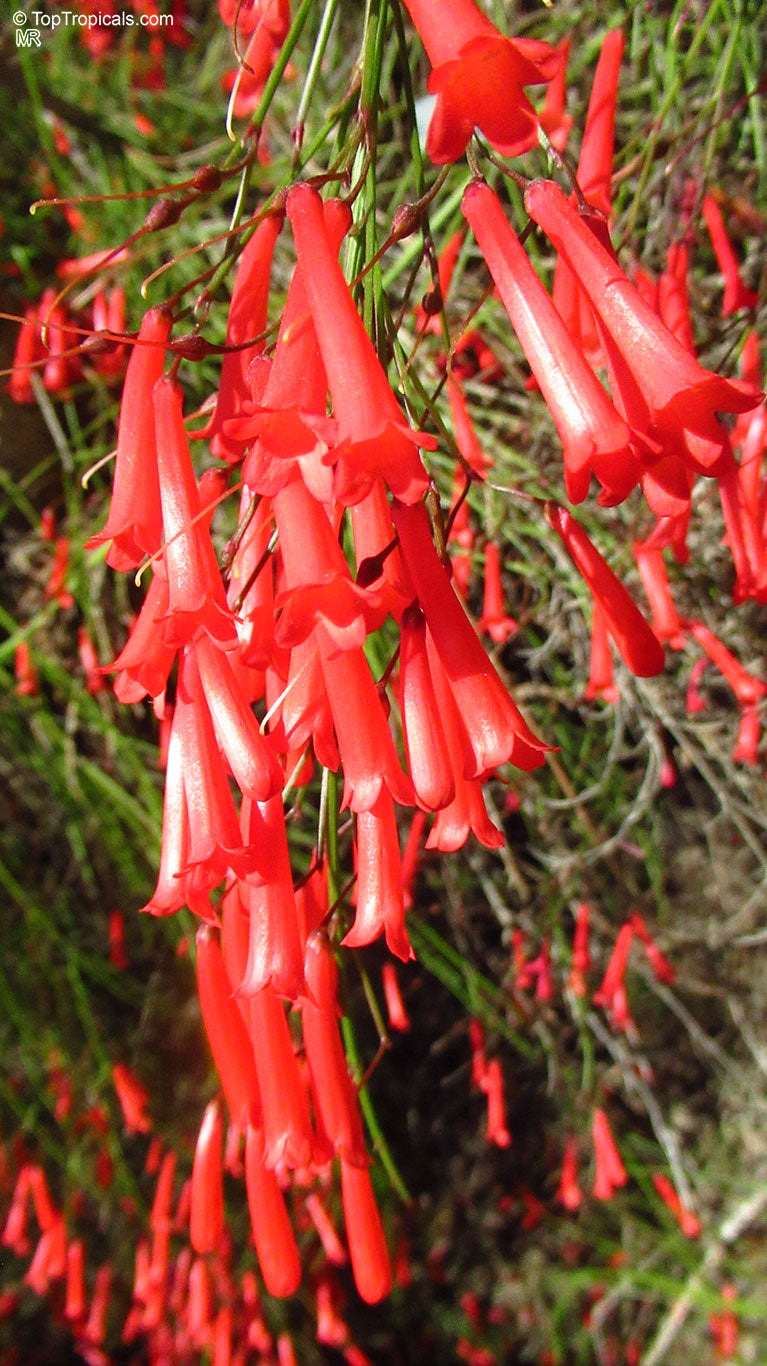 Russelia Flower seeds for Planting Sun Loving Heirloom & GMO Free Seeds for Home Garden