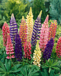 Russell Lupine Seeds Flower seeds for Planting Cottage Garden Essential Heirloom & GMO Free Seeds for Home Garden 
 
 Sale