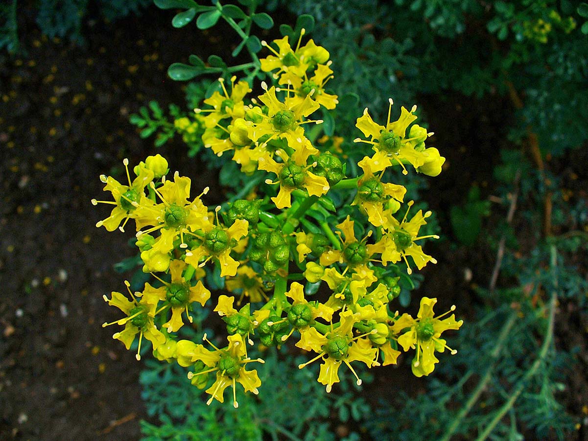 Heirloom Semi Erbe Flower seeds for Planting Drought Tolerant Heirloom & GMO Free Seeds for Home Garden