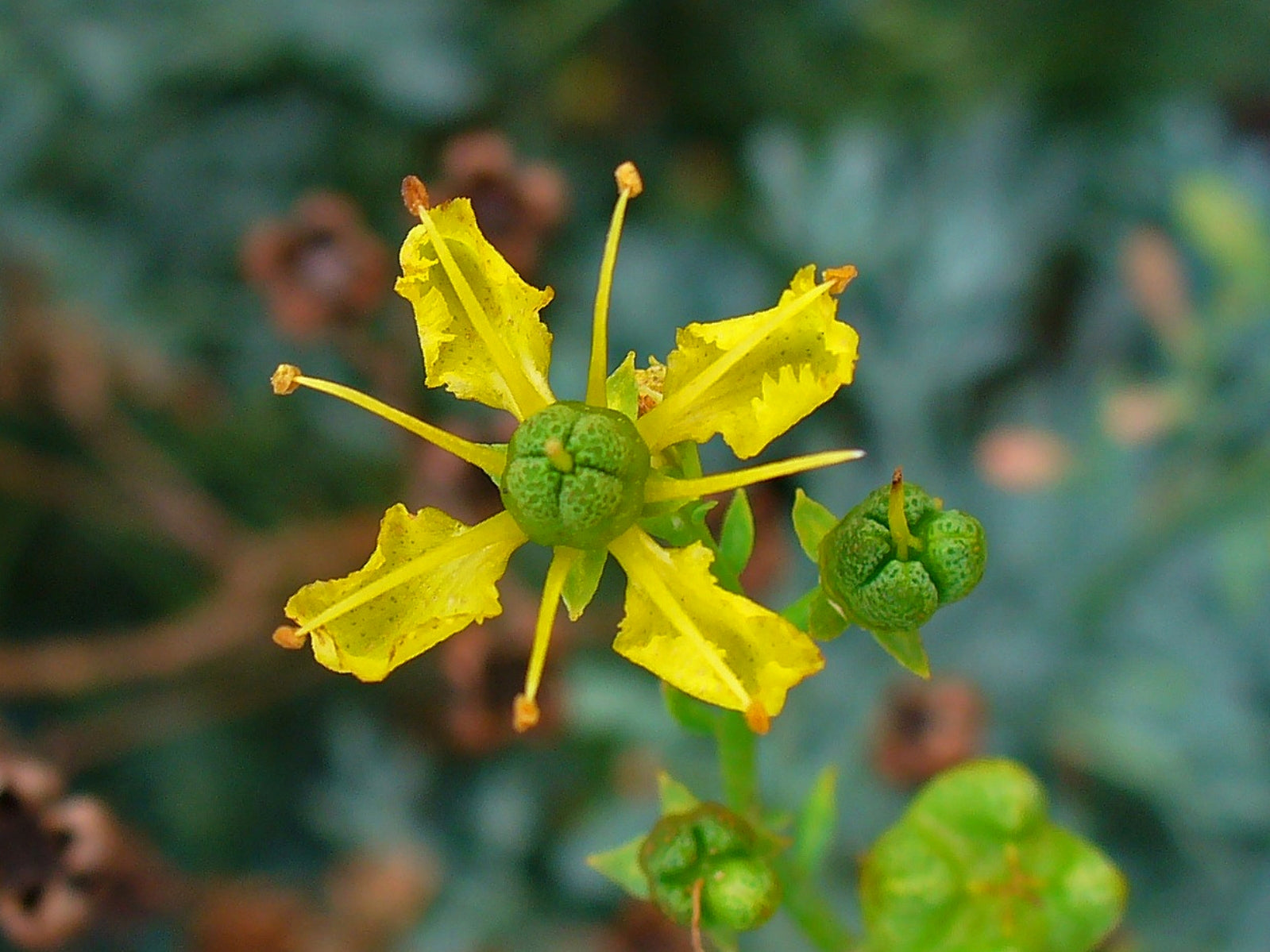 Ruta Graveolens Seeds for Planting