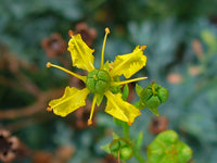 Ruta Graveolens Seeds for Planting