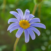 Blue Felicia Flower seeds for Planting - Long Bloom Season, Heirloom & GMO Free Seeds for Home Garden