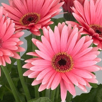 Pink Jamesonii Flower seeds for Planting - Sun Loving, Heirloom & GMO Free Seeds for Home Garden