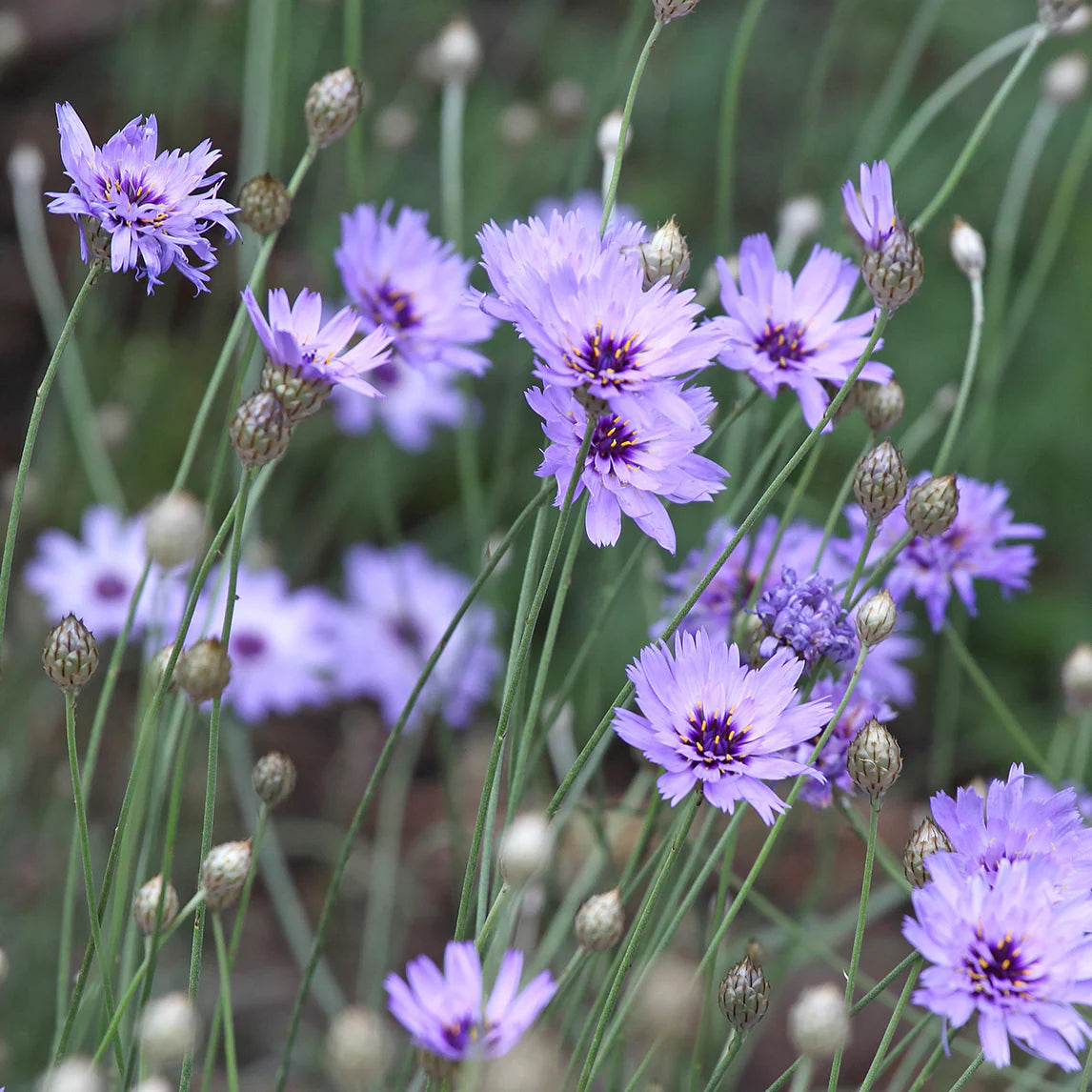 Blue Catananche Flower seeds for Planting - Garden Favorite, Heirloom & GMO Free Seeds for Home Garden