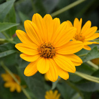 False SunFlower seeds for Planting Sun Loving Heirloom & GMO Free Seeds for Home Garden