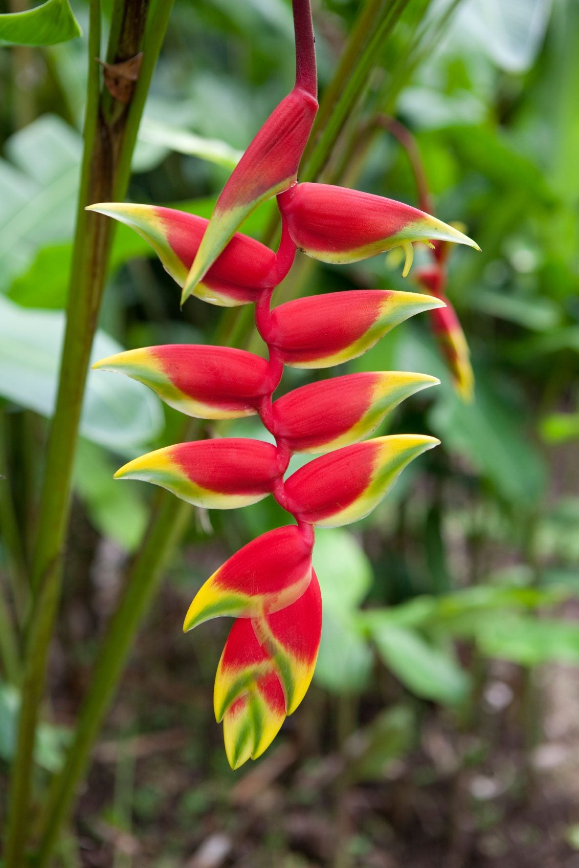 Heliconia Flower seeds for Planting Perfect for Borders Heirloom & GMO Free Seeds for Home Garden