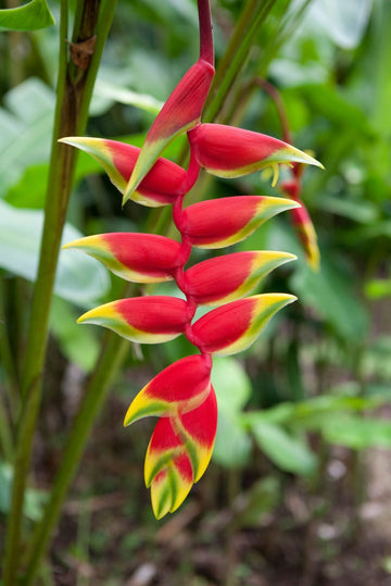 Heliconia Flower seeds for Planting Perfect for Borders Heirloom & GMO Free Seeds for Home Garden