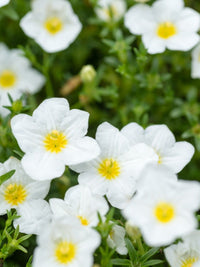 Nierembergia Flower seeds for Planting Wildflower Mix Heirloom & GMO Free Seeds for Home Garden