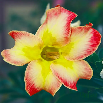 Pink Yellow Adenium Obesum Seeds for Planting Premium Quality Heirloom & GMO Free Seeds for Home Garden
 
 Sale