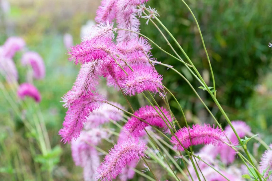 Pink Alaskan Burnet Flower seeds for Planting - Compact Growth, Heirloom & GMO Free Seeds for Home Garden