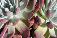Dudleya Flower seeds for Planting - Low Maintenance, Heirloom & GMO Free Seeds for Home Garden