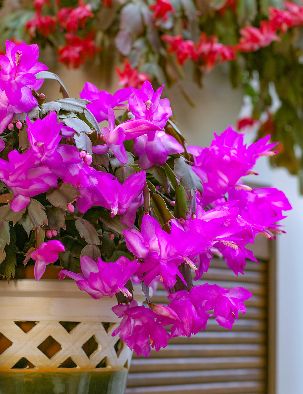 Zygocactus Purple Flower seeds for Planting - Shade Tolerant, Heirloom & GMO Free Seeds for Home Garden