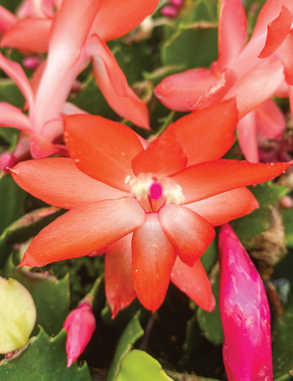 Dark Orange Zygocactus Flower seeds for Planting Shade Tolerant Heirloom & GMO Free Seeds for Home Garden
 
 Sale