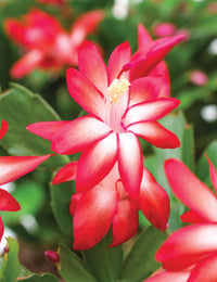 Red Zygocactus Truncatus Flower seeds for Planting - Cottage Garden Essential, Heirloom & GMO Free Seeds for Home Garden