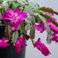 Violet Schlumbergera Flower seeds for Planting - Garden Favorite, Heirloom & GMO Free Seeds for Home Garden