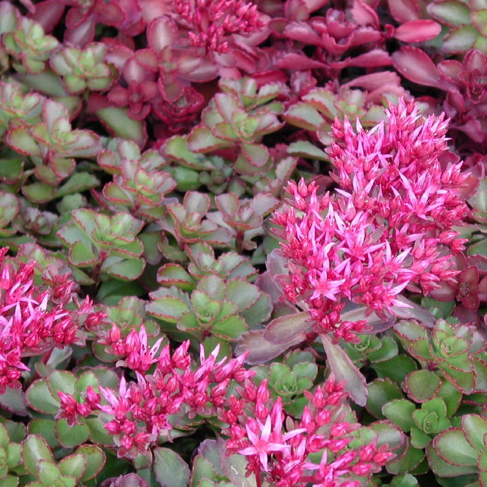 Purple Sedum Flower seeds for Planting Cottage Garden Essential Heirloom & GMO Free Seeds for Home Garden
 
 Sale