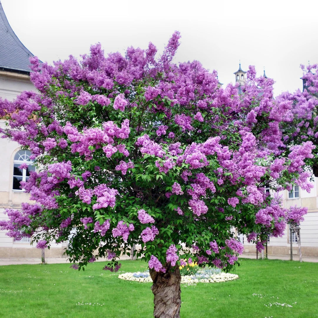 Syringa Villivosa Lilac Syringa spp Flower Seeds for Planting in Garden