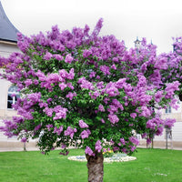 Syringa Villivosa Lilac Syringa spp Flower Seeds for Planting in Garden