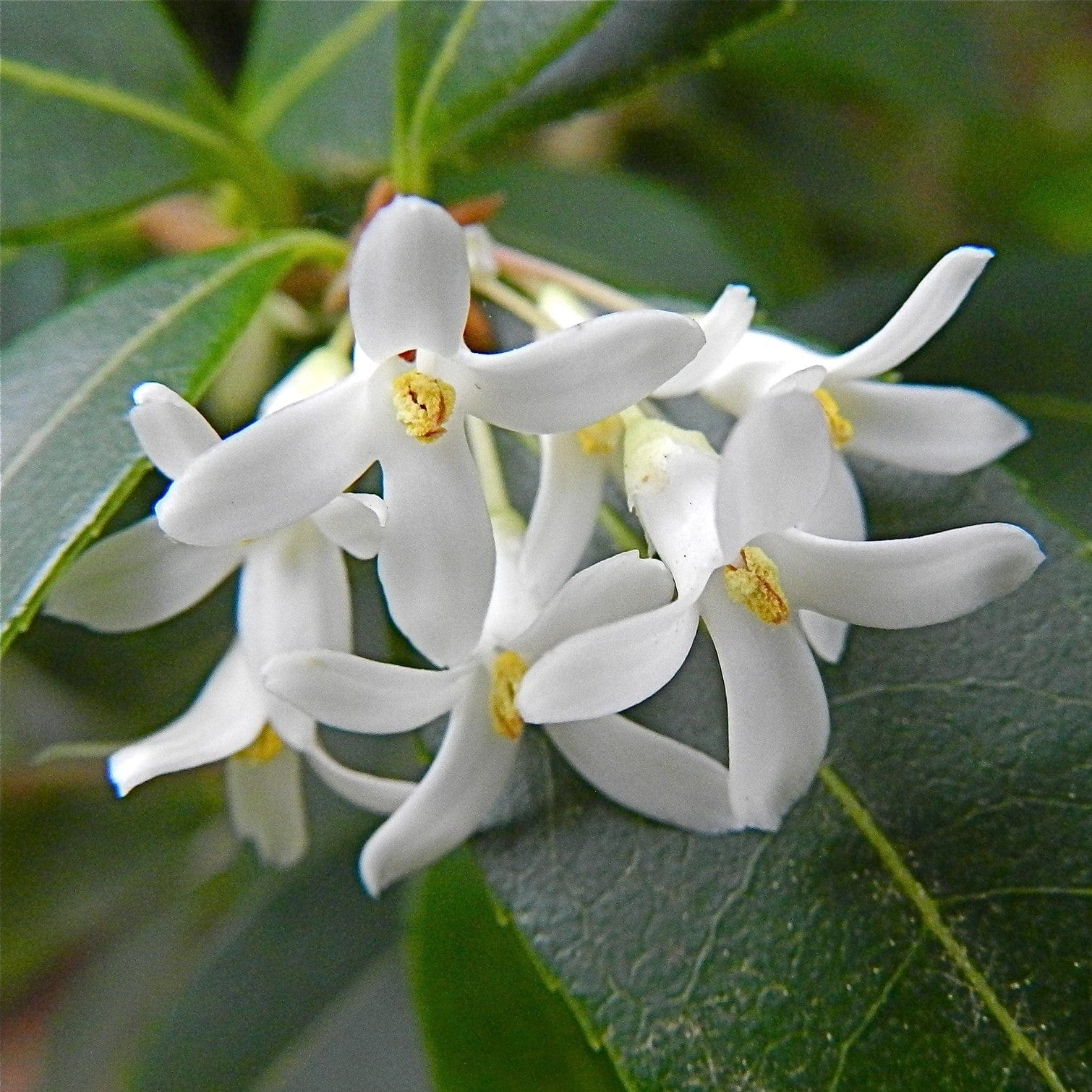 Osmanthus Flower seeds for Planting Cottage Garden Essential Heirloom & GMO Free Seeds for Home Garden 
 
 Sale