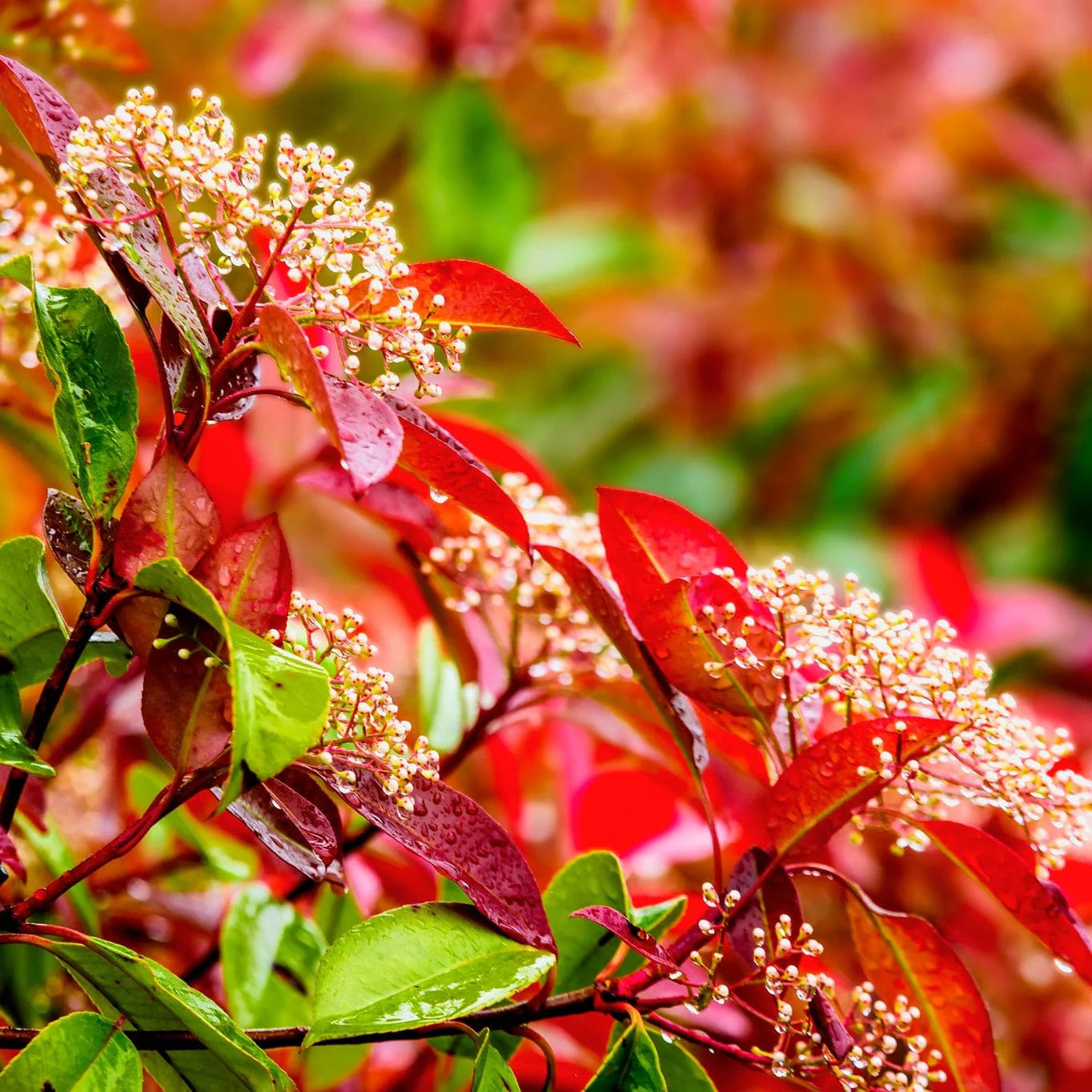 Photinia Flower seeds for Planting - Pollinator Friendly, Heirloom & GMO Free Seeds for Home Garden