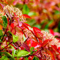 Photinia Flower seeds for Planting - Pollinator Friendly, Heirloom & GMO Free Seeds for Home Garden