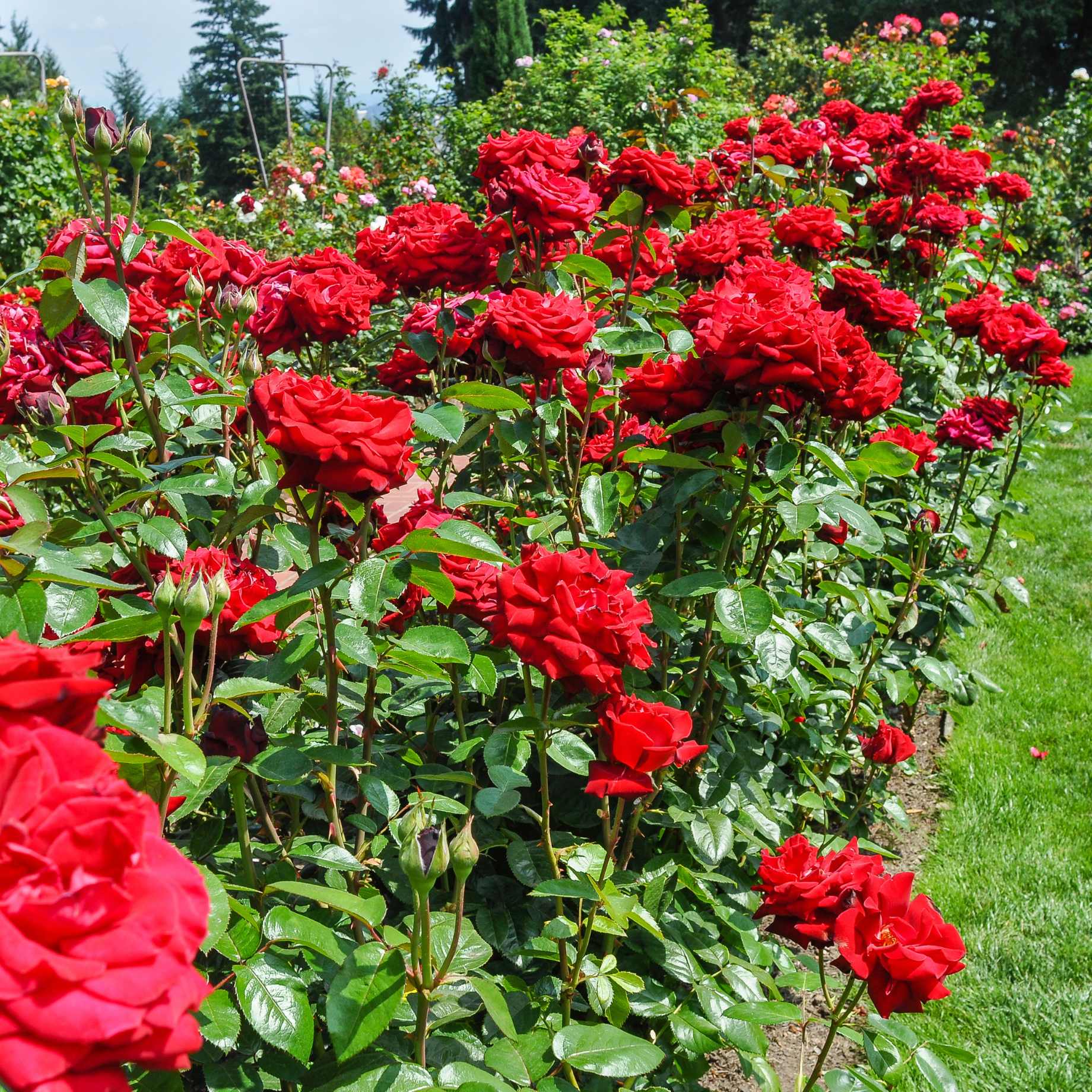 Hybrid Tea Rose Flower seeds for Planting Low Maintenance Heirloom & GMO Free Seeds for Home Garden