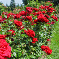 Hybrid Tea Rose Flower seeds for Planting Low Maintenance Heirloom & GMO Free Seeds for Home Garden
