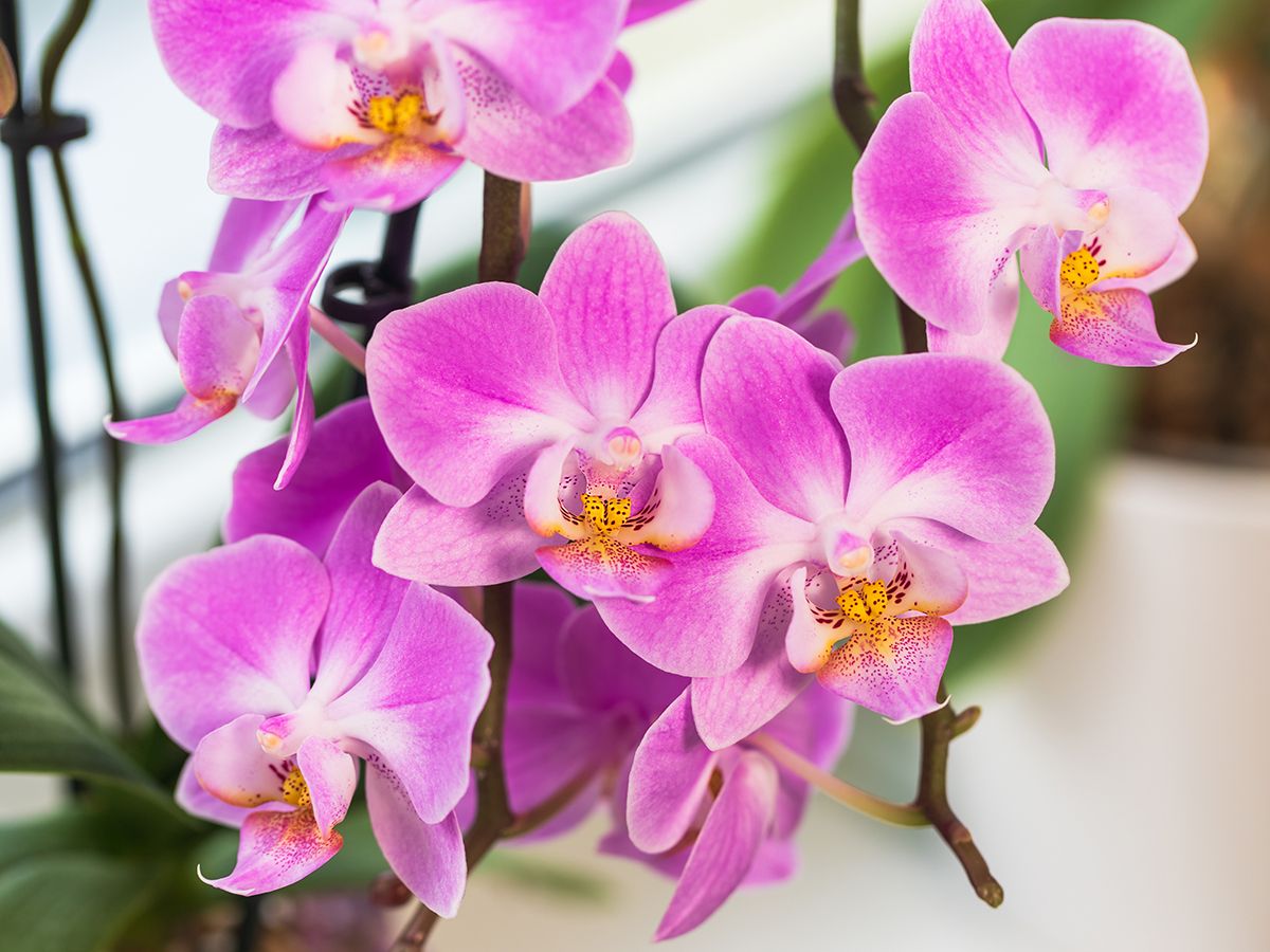 Violet Hydroponic Orchid Flower seeds for Planting - Bright Blooms, Heirloom & GMO Free Seeds for Home Garden
