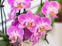 Violet Hydroponic Orchid Flower seeds for Planting - Bright Blooms, Heirloom & GMO Free Seeds for Home Garden