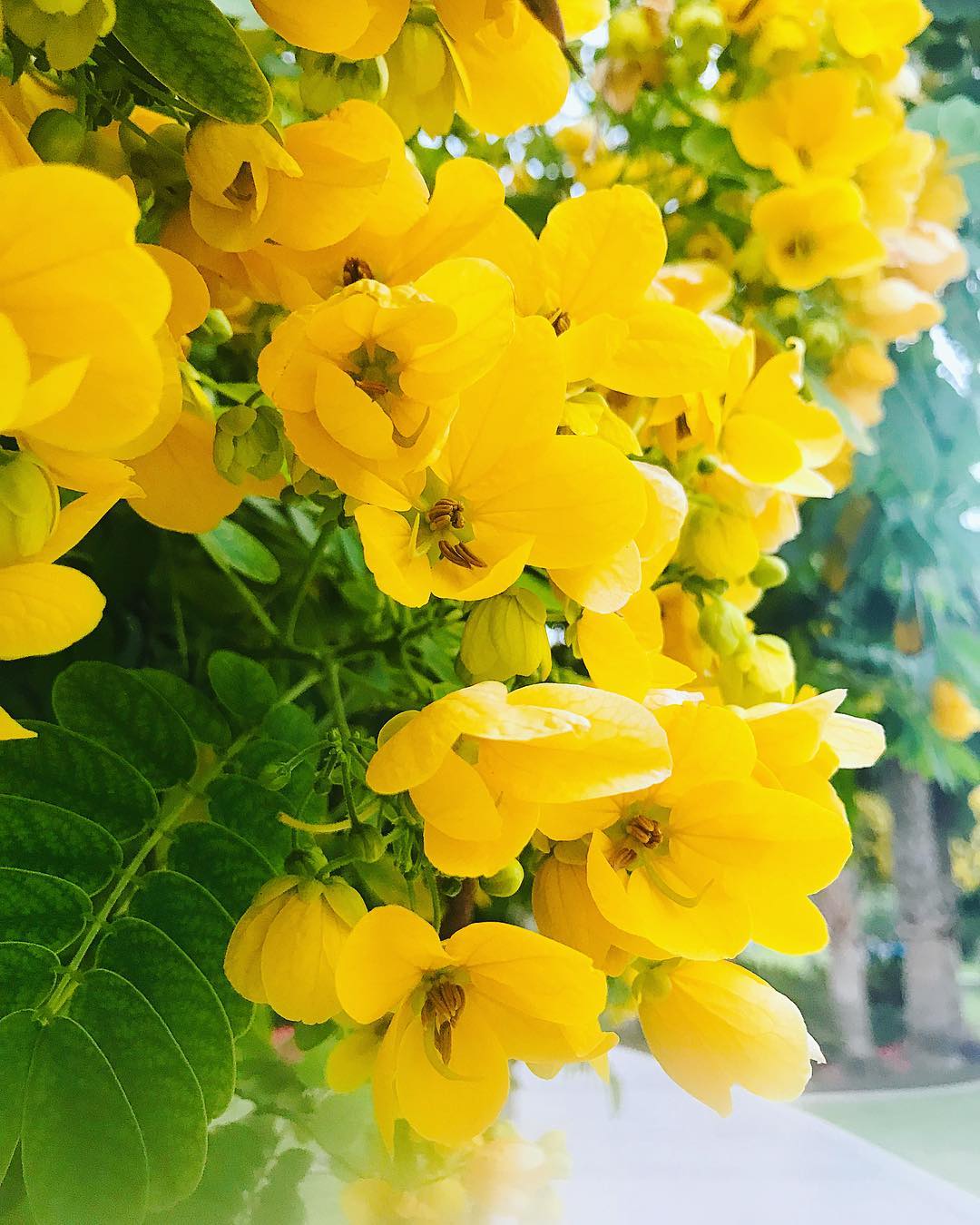 Green Semen Cassiae Flower seeds for Planting - Seasonal Bloomer, Heirloom & GMO Free Seeds for Home Garden