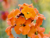 Orange Wallflower Flower seeds for Planting - Drought Tolerant, Heirloom & GMO Free Seeds for Home Garden