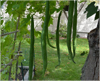Green Serpent Gourd Vegetable Planting Seeds