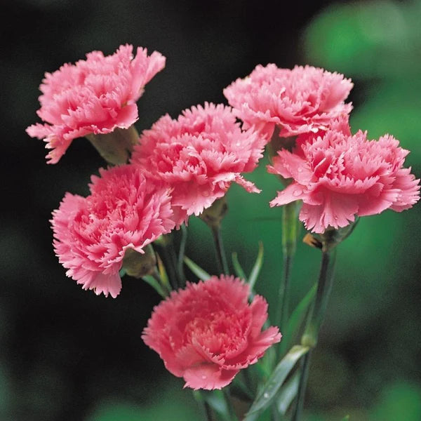 Carnations Flower seeds for Planting - Premium Quality, Heirloom & GMO Free Seeds for Home Garden