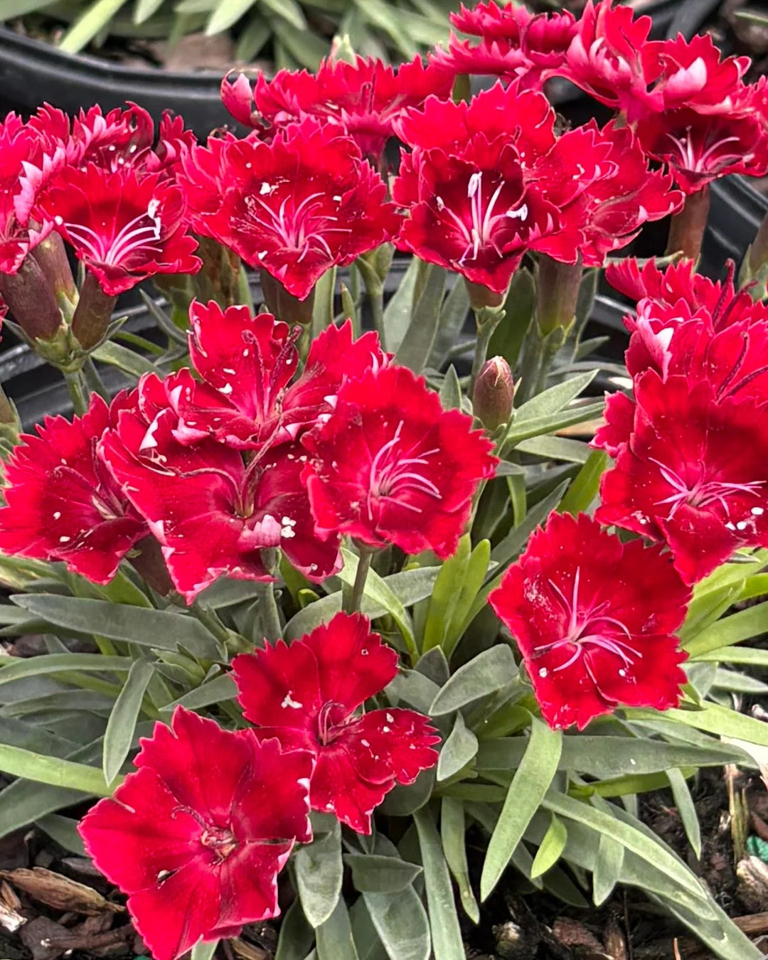 Burgundy Dianthus Flower seeds for Planting - Cut Flower Favorite, Heirloom & GMO Free Seeds for Home Garden
 
 Sale