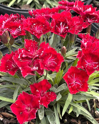 Burgundy Dianthus Flower seeds for Planting - Cut Flower Favorite, Heirloom & GMO Free Seeds for Home Garden
 
 Sale