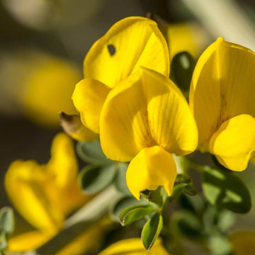 Yellow Bloom Seeds for Spartium Planting