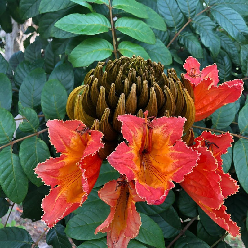 African Tulip Tree Seeds for Growing Tropical Flowering Trees