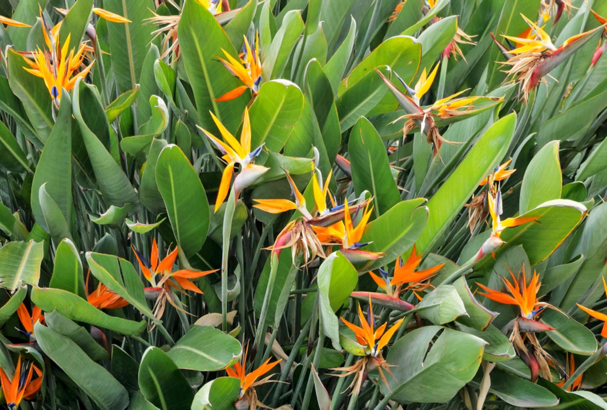 Red Strelitzia Flower seeds for Planting - Long Bloom Season, Heirloom & GMO Free Seeds for Home Garden