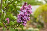 Syringa Villivosa Lilac Syringa spp Flower Seeds for Planting in Garden