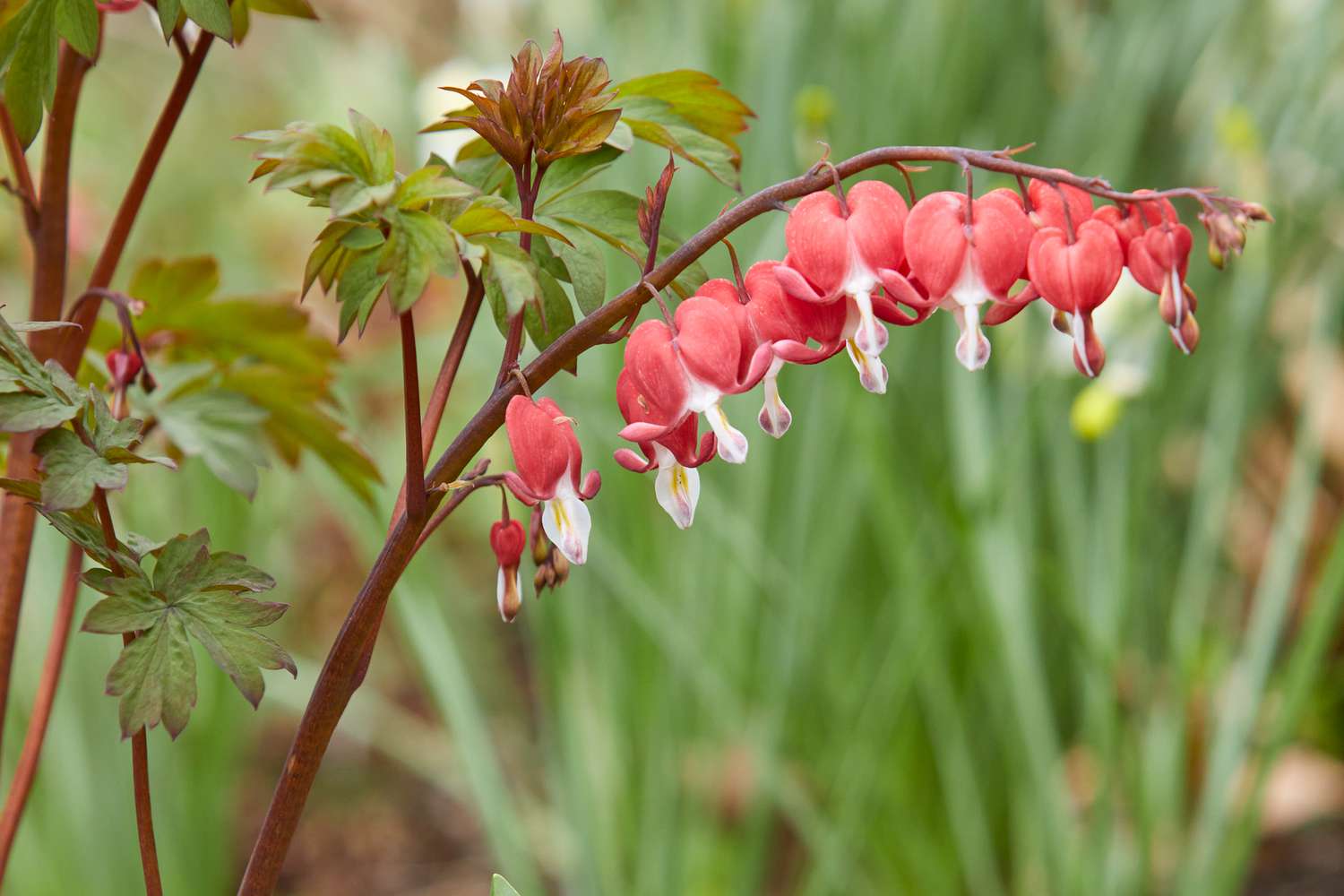 Red Bleeding Heart Planting Seeds  Perennial Flower Seeds for Spring & Fall