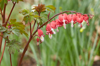 Red Bleeding Heart Planting Seeds  Perennial Flower Seeds for Spring & Fall