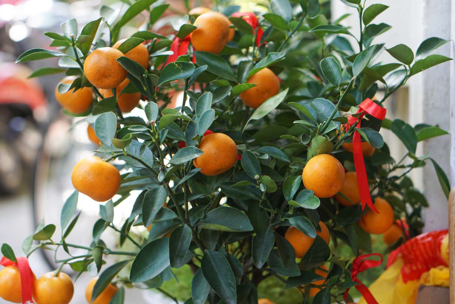 Orange Planting Seeds for Juicy Citrus Fruit - Grow Delicious Oranges