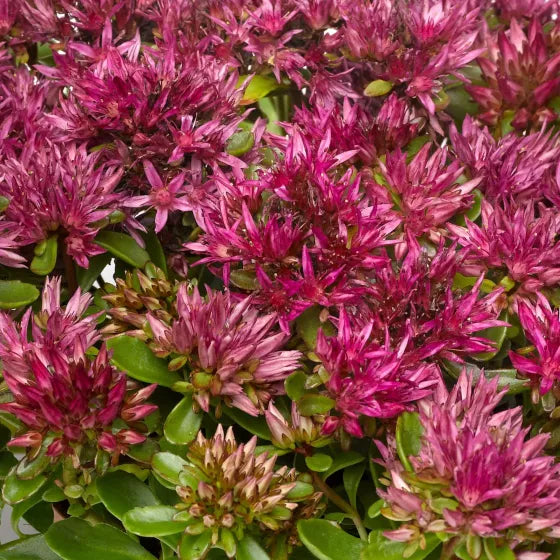 Sedum Spurium Flower seeds for Planting - Easy to Grow, Heirloom & GMO Free Seeds for Home Garden