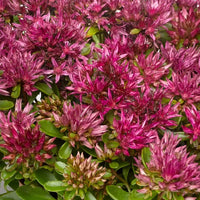 Sedum Spurium Flower seeds for Planting - Easy to Grow, Heirloom & GMO Free Seeds for Home Garden