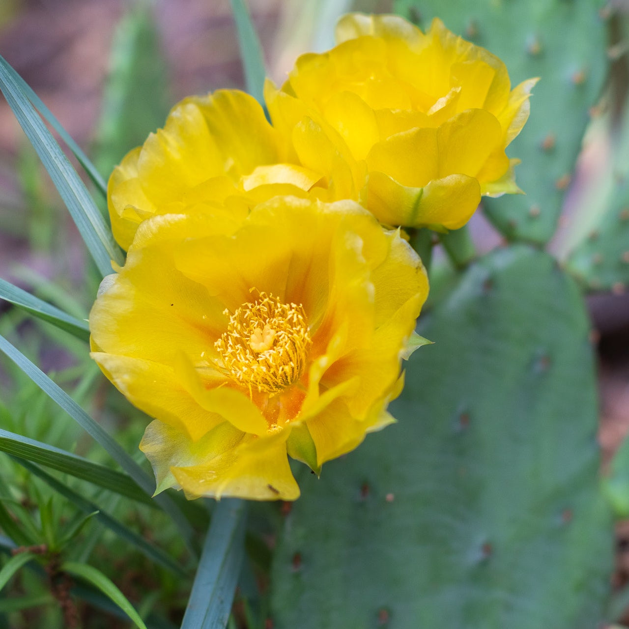 Prickly Flower seeds for Planting Sun Loving Heirloom & GMO Free Seeds for Home Garden 
 
 Sale