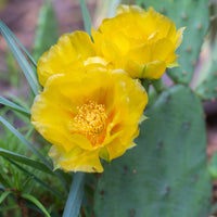Prickly Flower seeds for Planting Sun Loving Heirloom & GMO Free Seeds for Home Garden 
 
 Sale