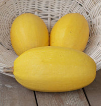 Spaghetti Squash Vegetable Seeds for Easy Planting